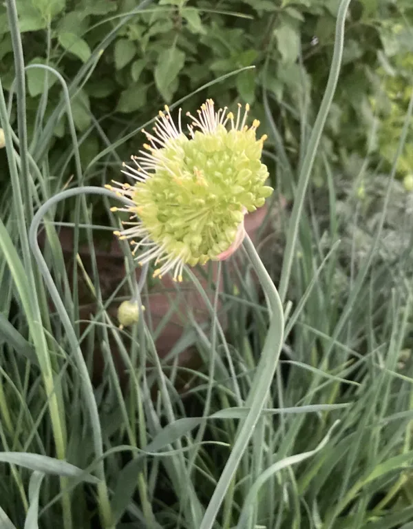 Twisted Leaf Garlic